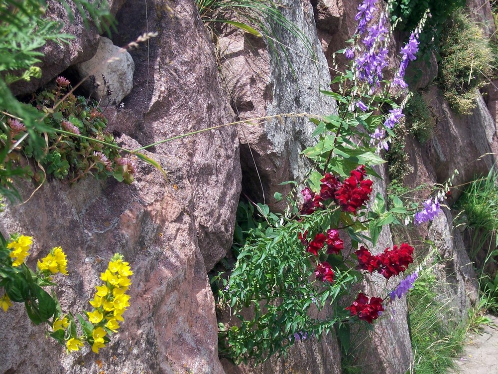 "Mauerblümchen"