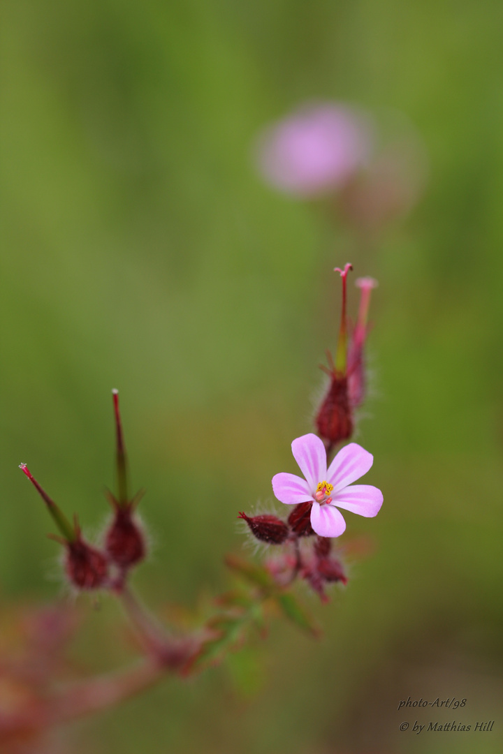 Mauerblümchen