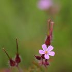 Mauerblümchen