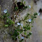 Mauerblümchen