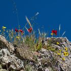 Mauerblümchen