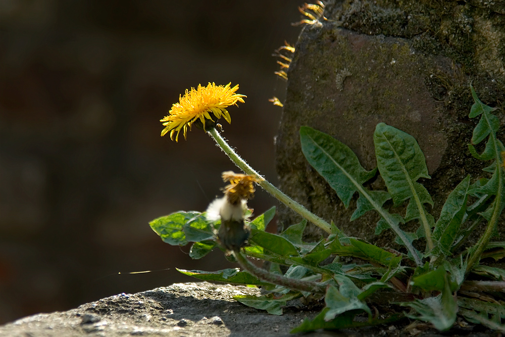 Mauerblümchen