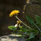 Mauerblümchen