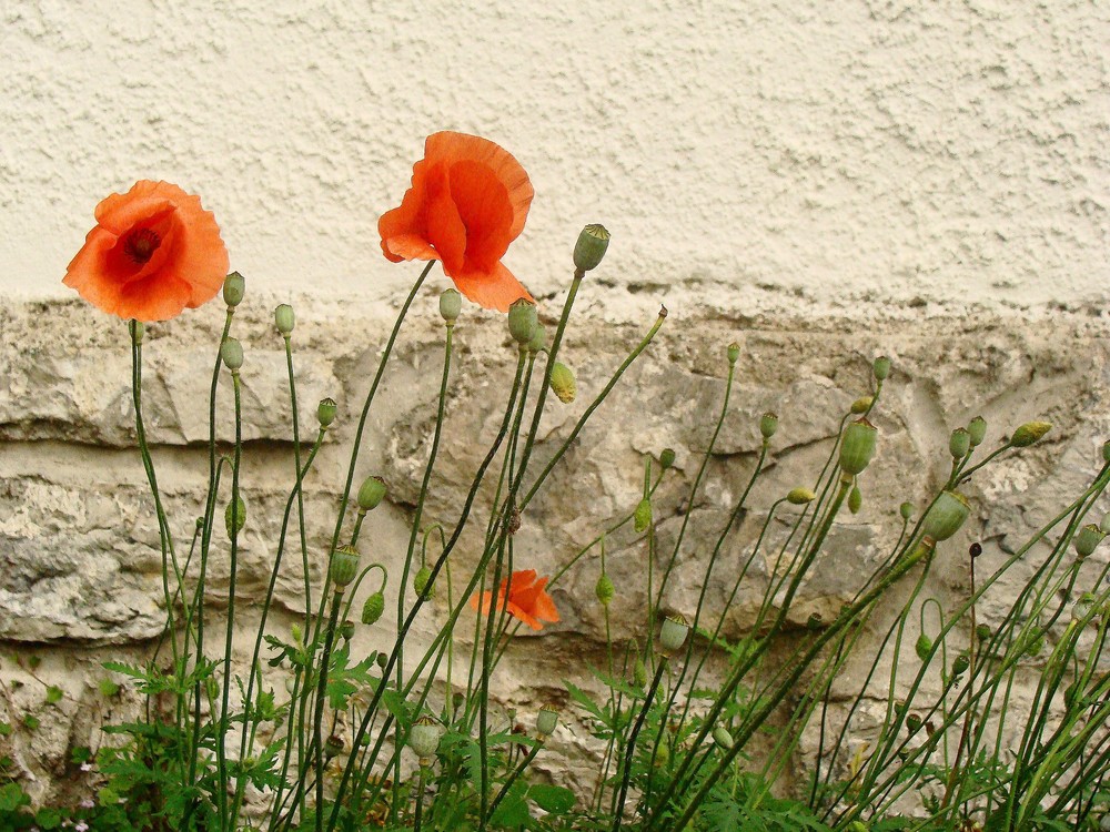 Mauerblümchen