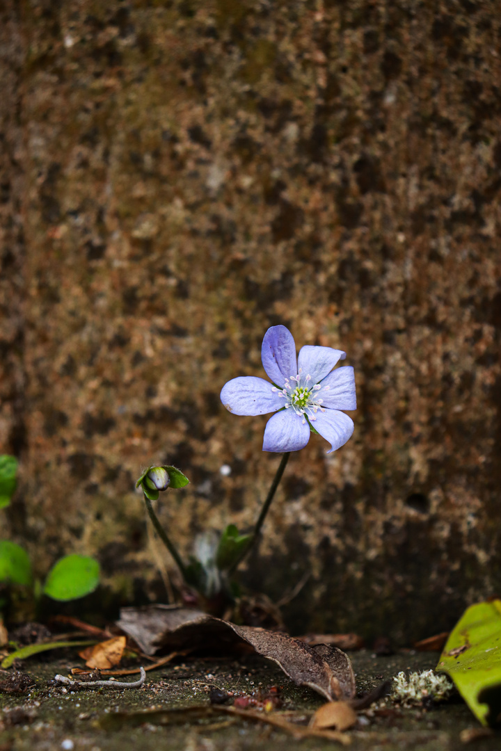 Mauerblümchen