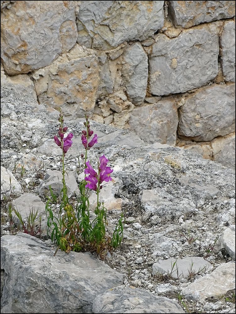 Mauerblümchen