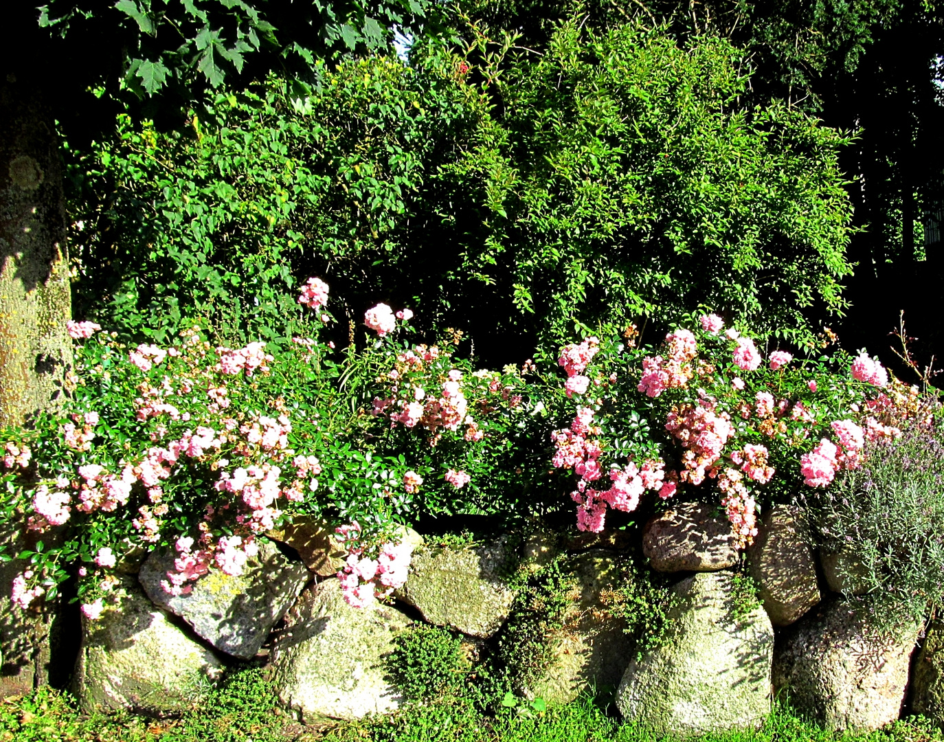 Mauerblümchen  