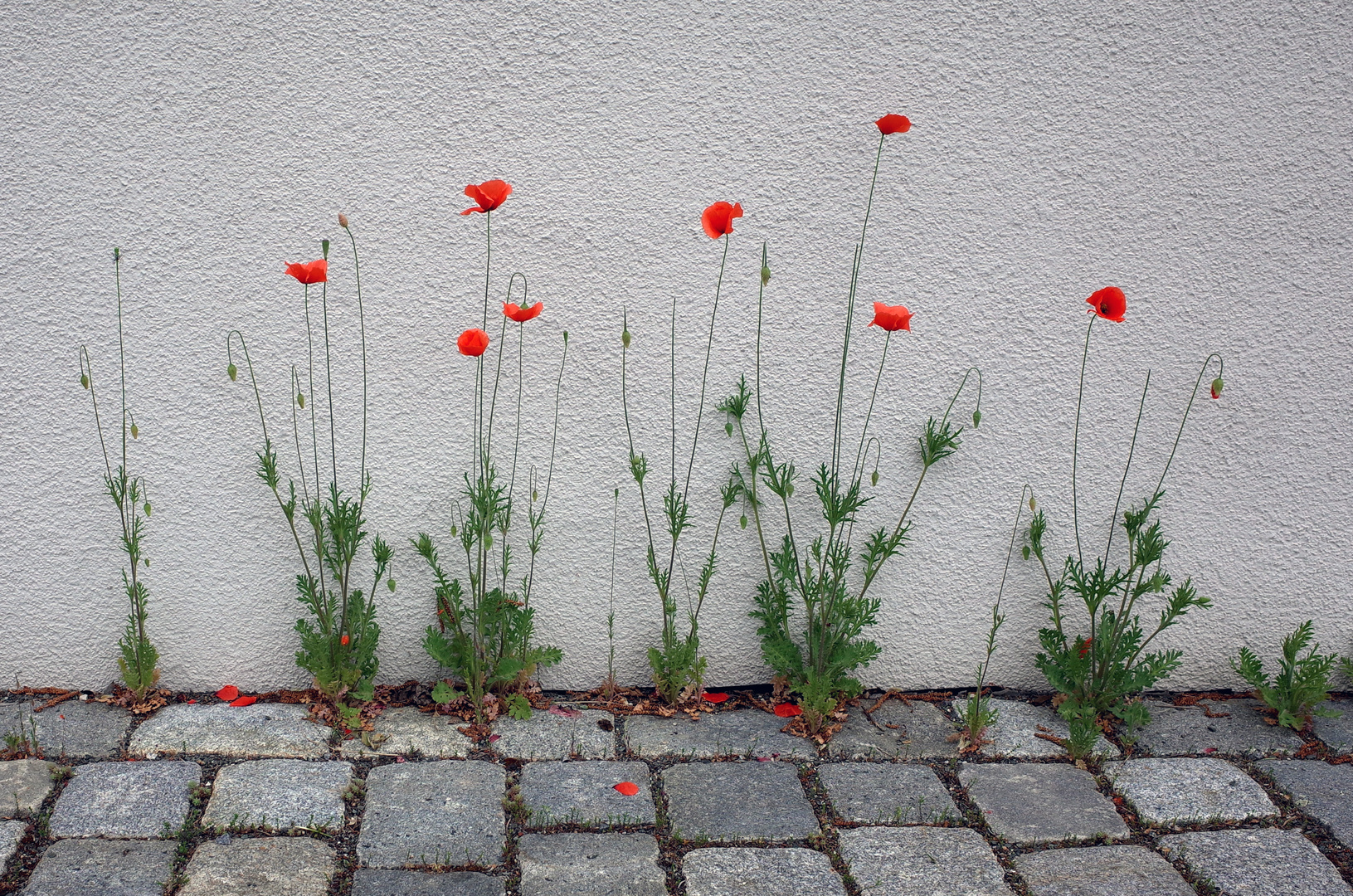 Mauerblümchen