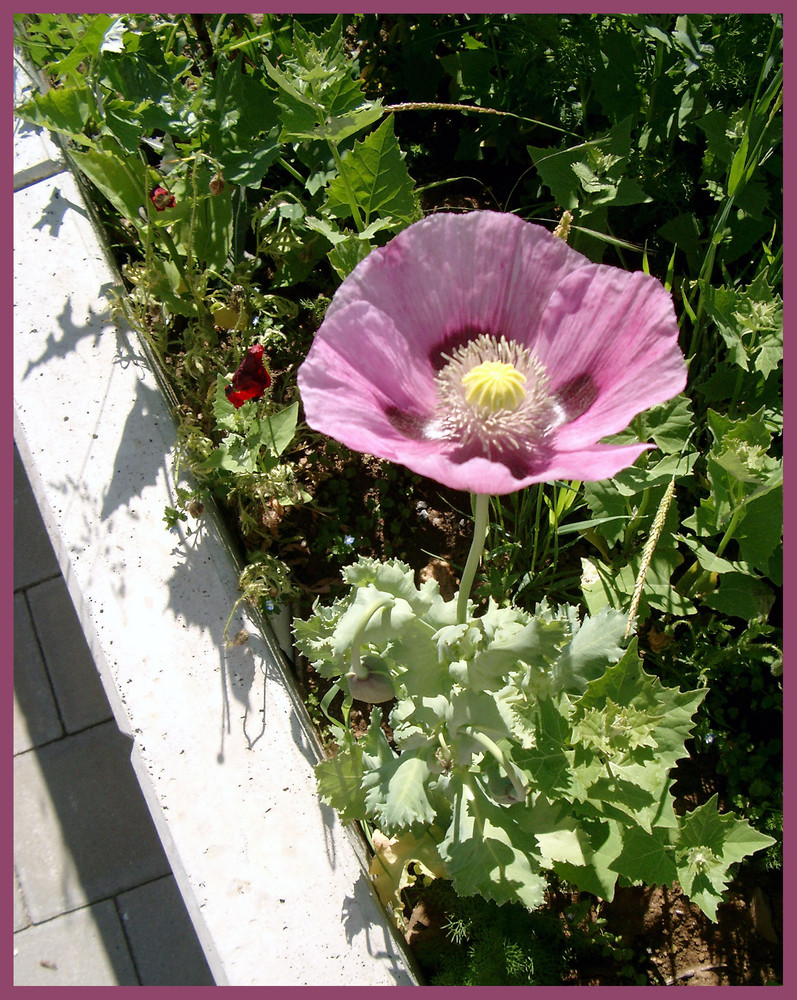 Mauerblümchen...?