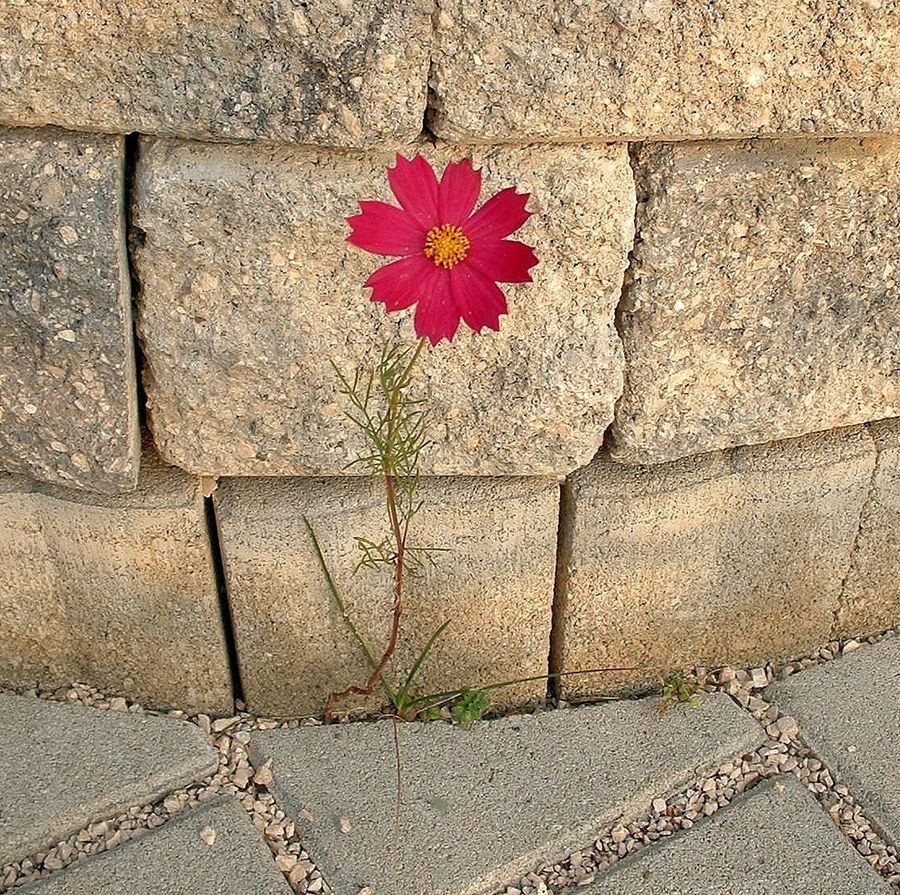 Mauerblümchen