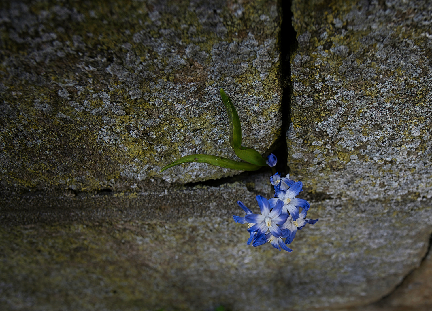 # Mauerblümchen