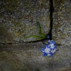 # Mauerblümchen