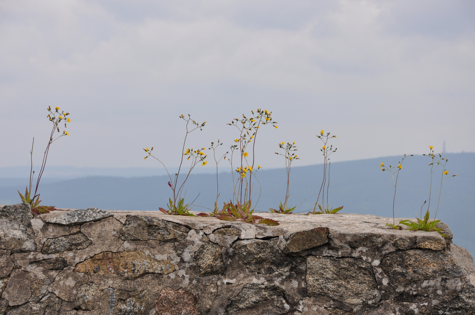 Mauerblümchen