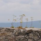 Mauerblümchen