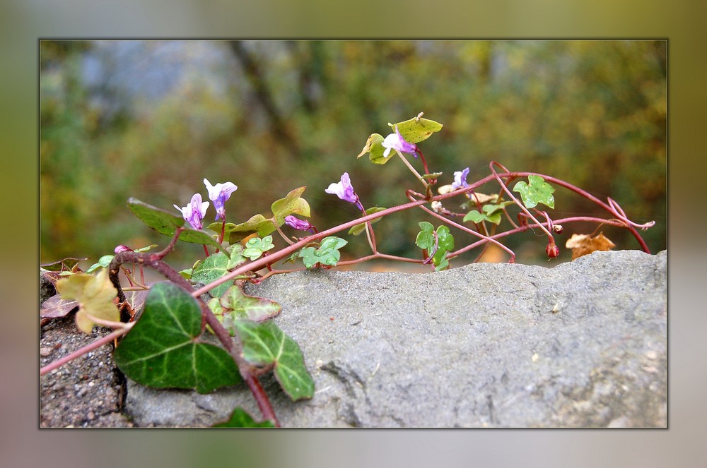 Mauerblümchen