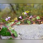 Mauerblümchen