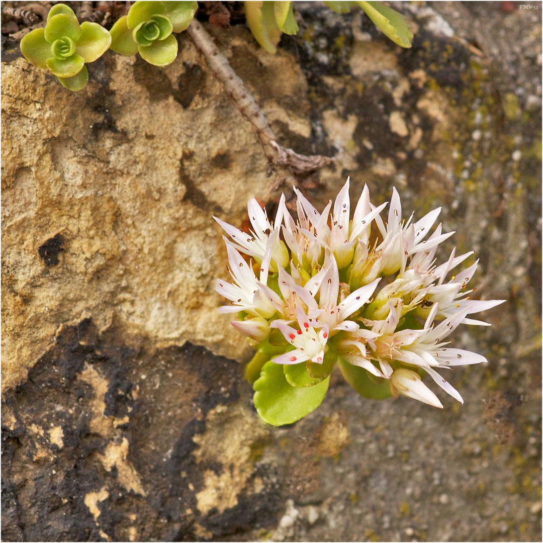 Mauerblümchen (1)