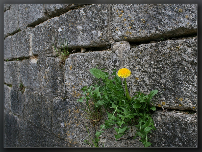 Mauerblümchen 1