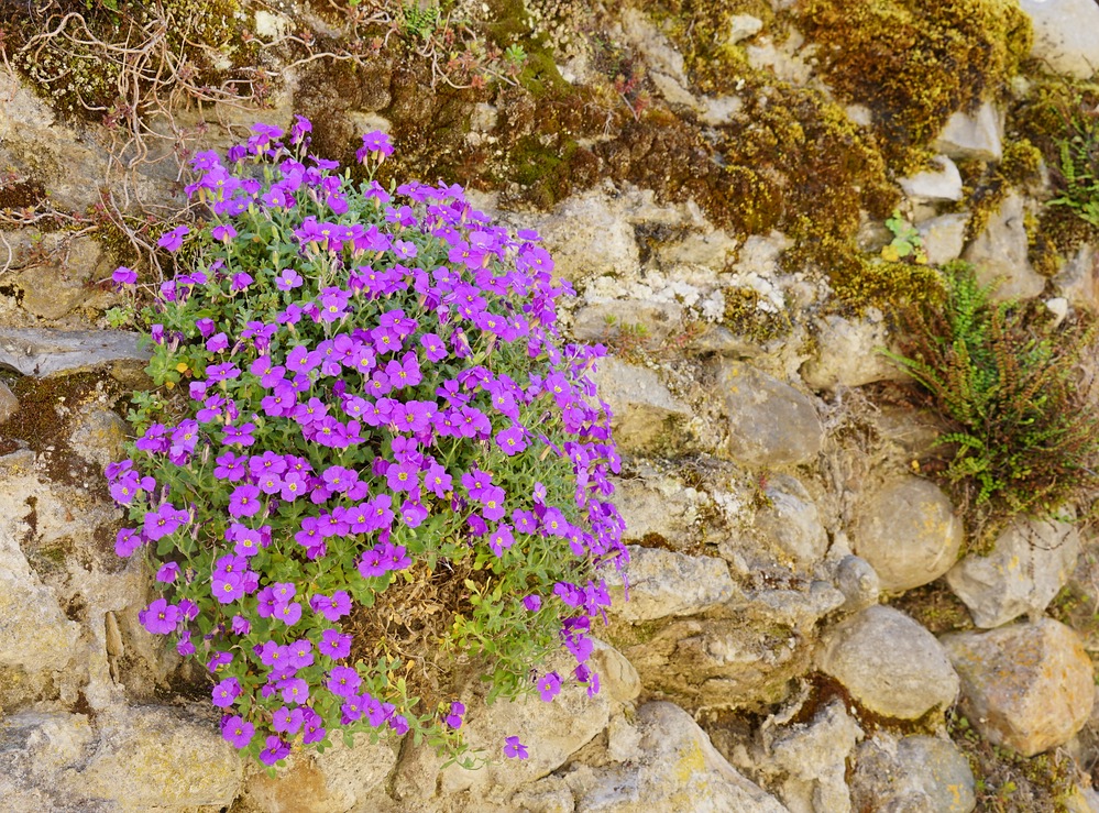 Mauerblümchen