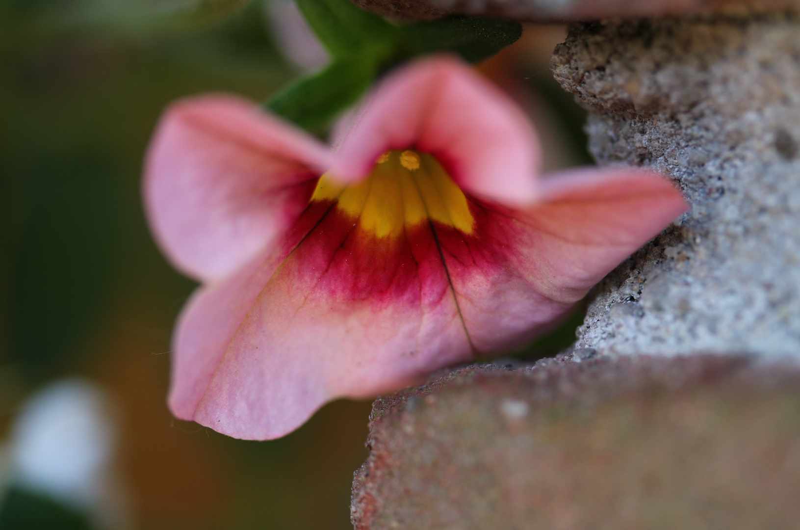 Mauer.Blümchen ...´14