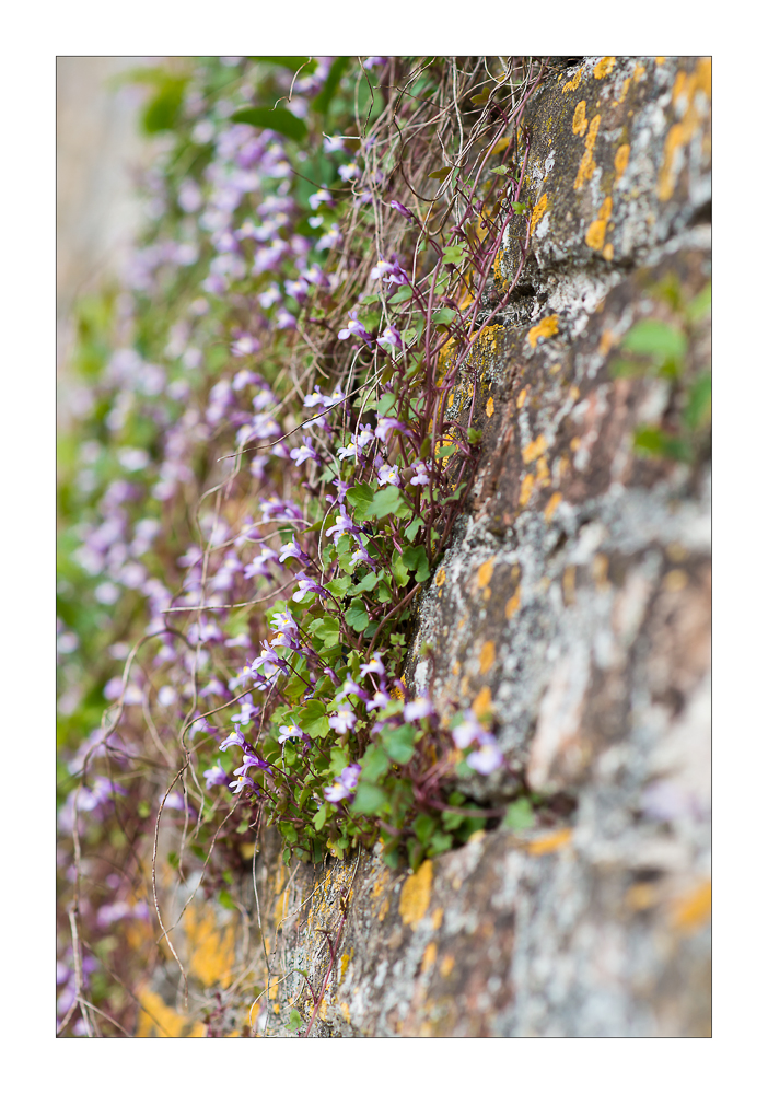 Mauerblümchen