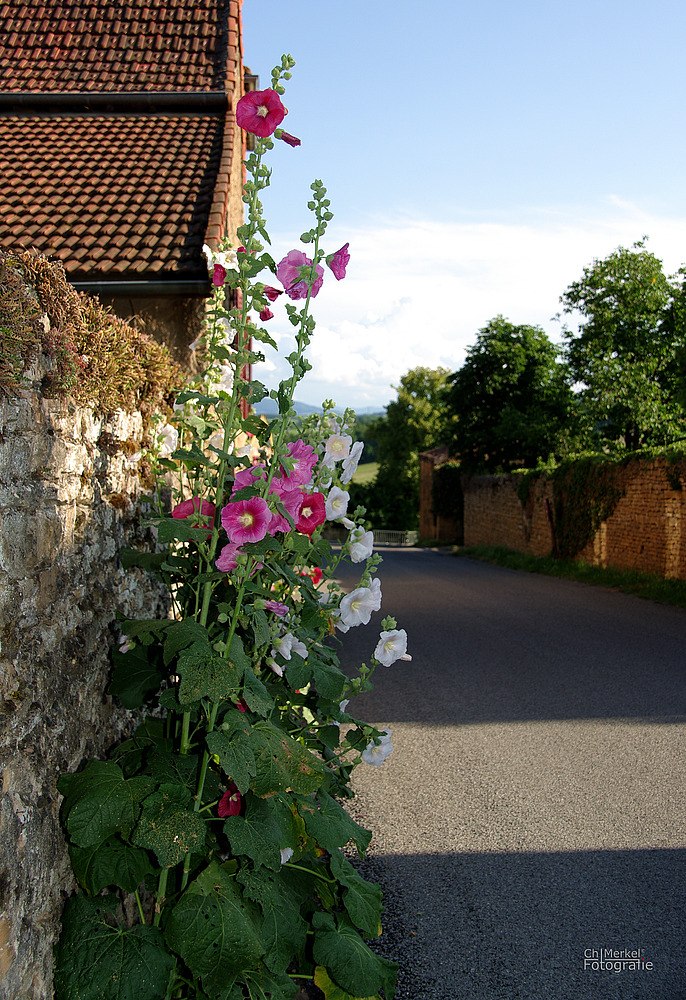 Mauerblümchen