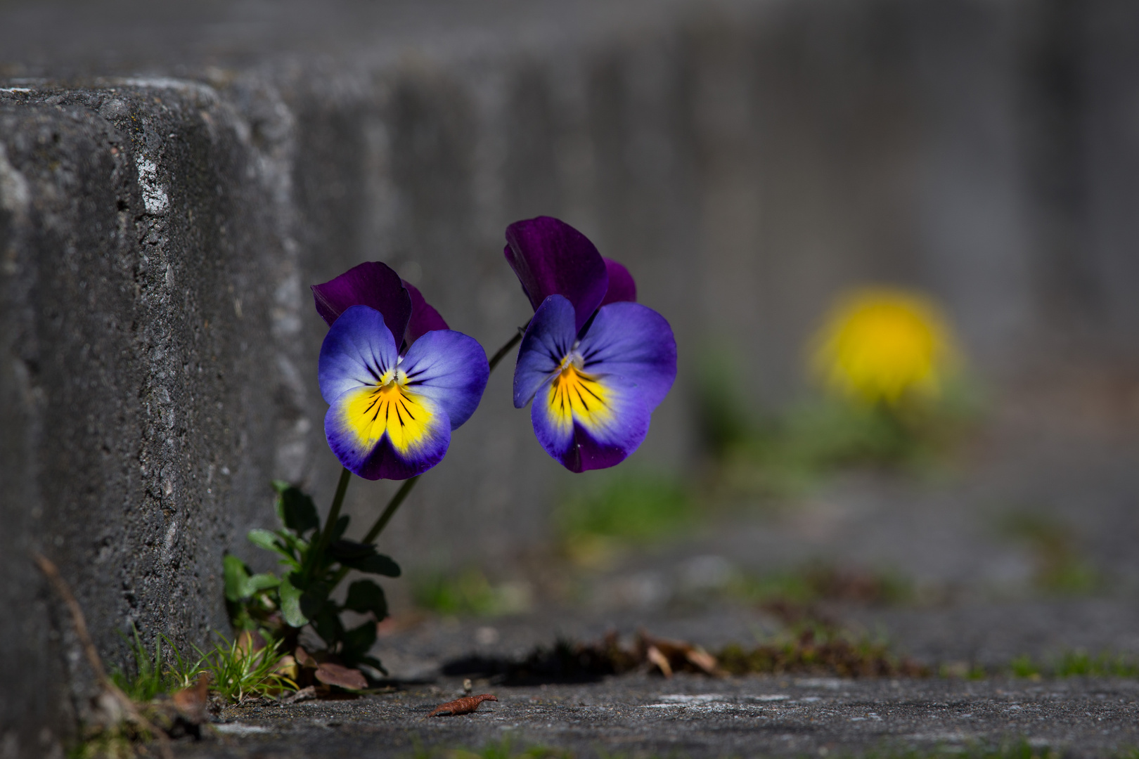 Mauerblümchen