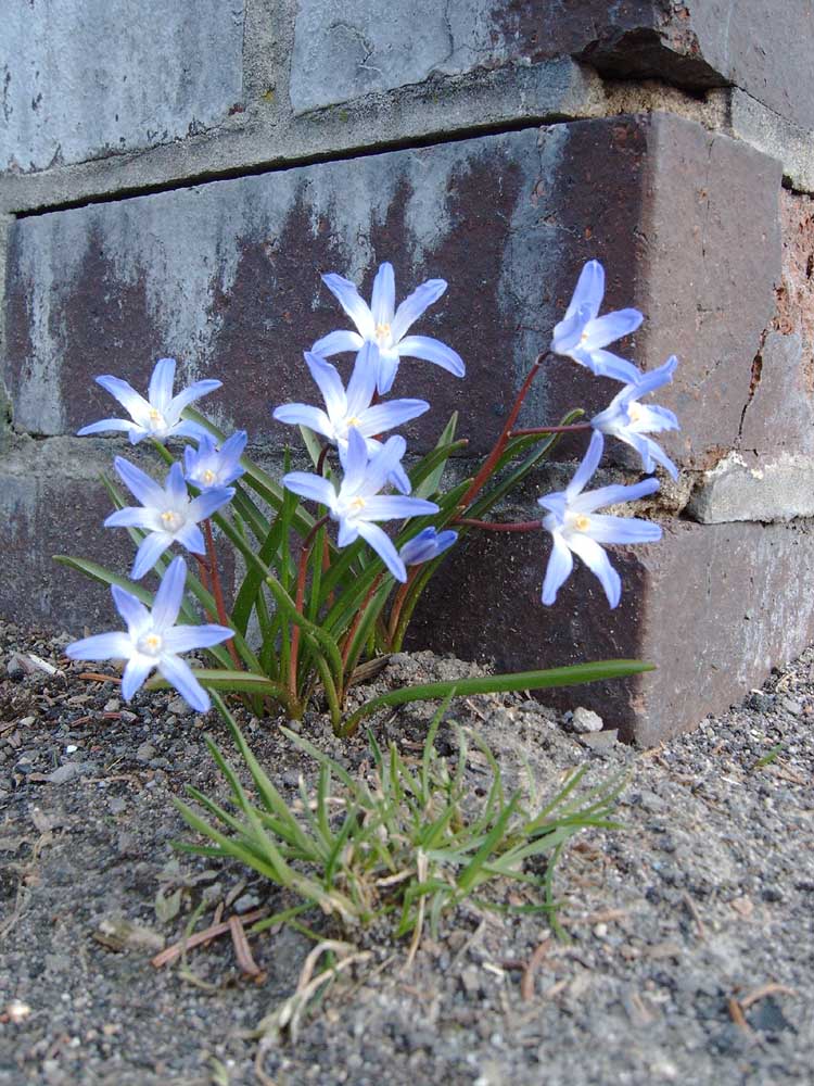 mauerblümchen