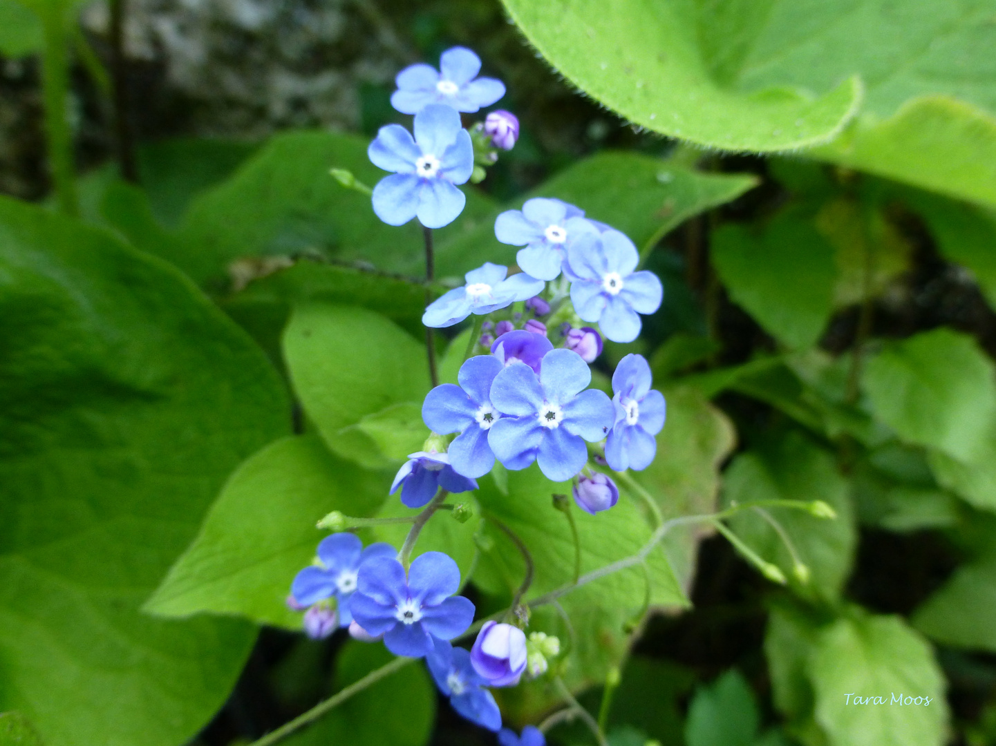 Mauerblümchen