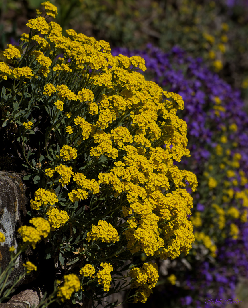 Mauerblümchen