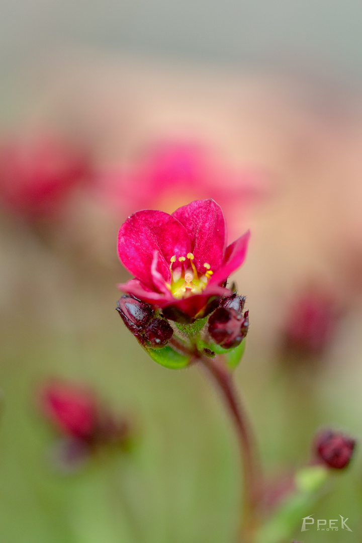 Mauerblümchen