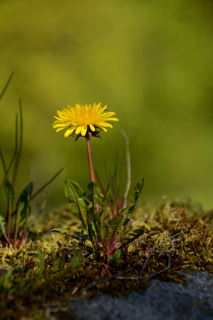 mauerblümchen-2-