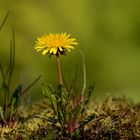 mauerblümchen-2-