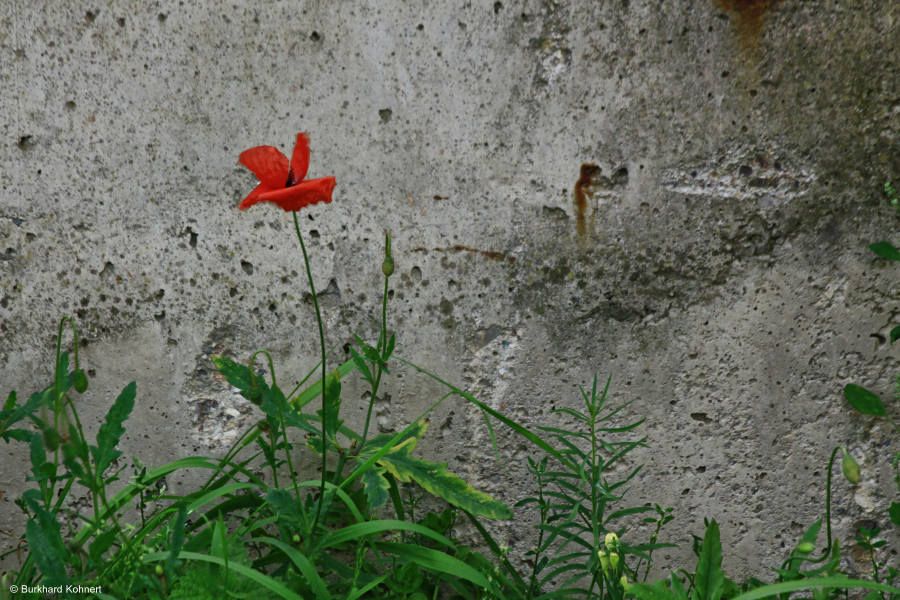 Mauerblümchen