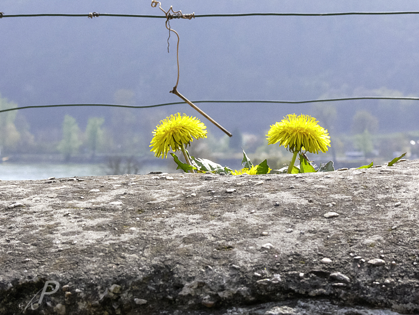 Mauerblümchen