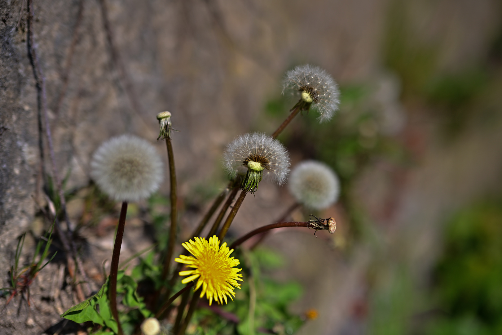 Mauerblümchen