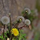 Mauerblümchen