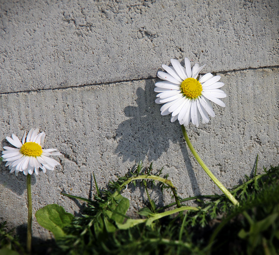 Mauerblümchen