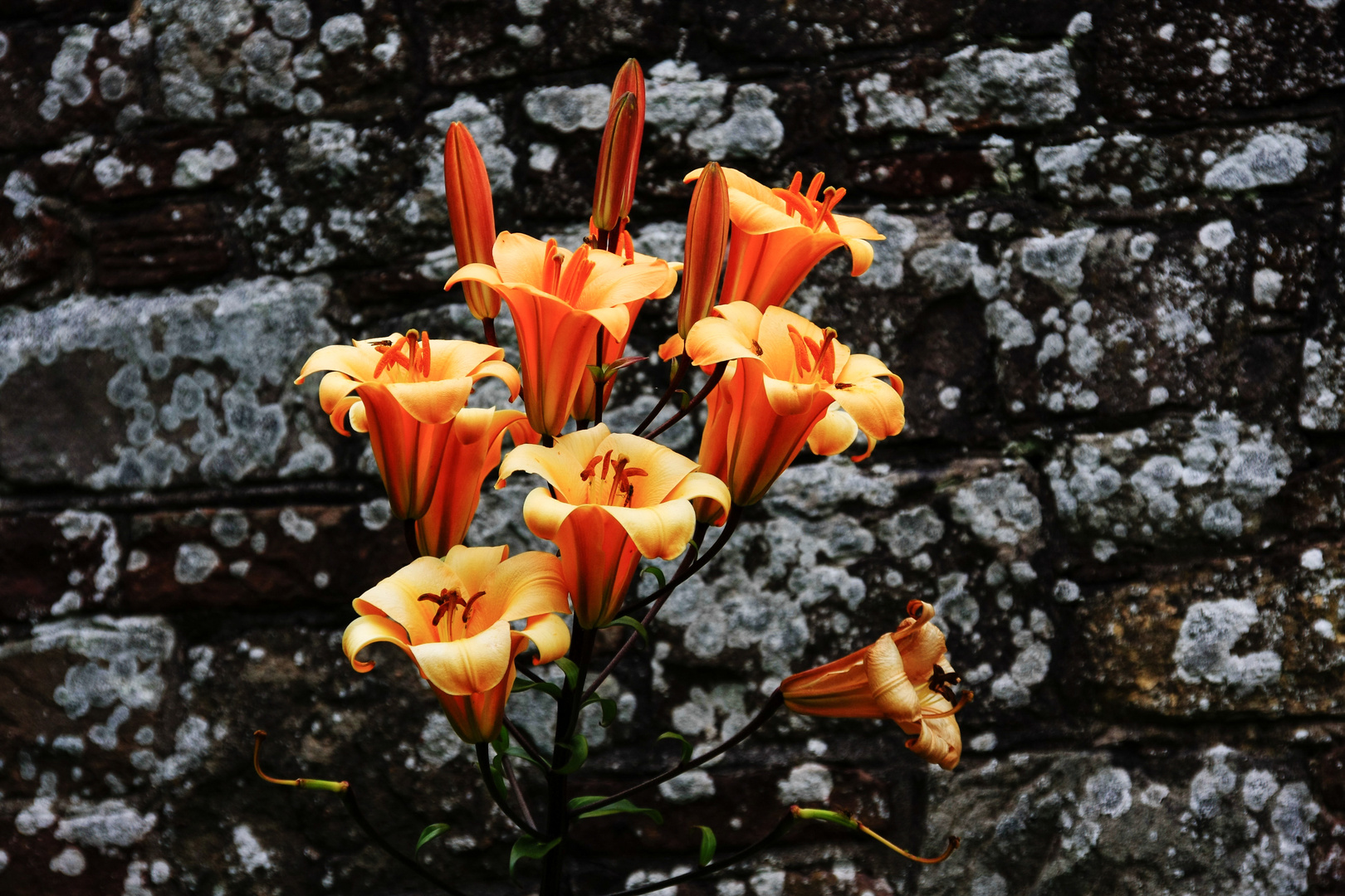 "Mauerblümchen"