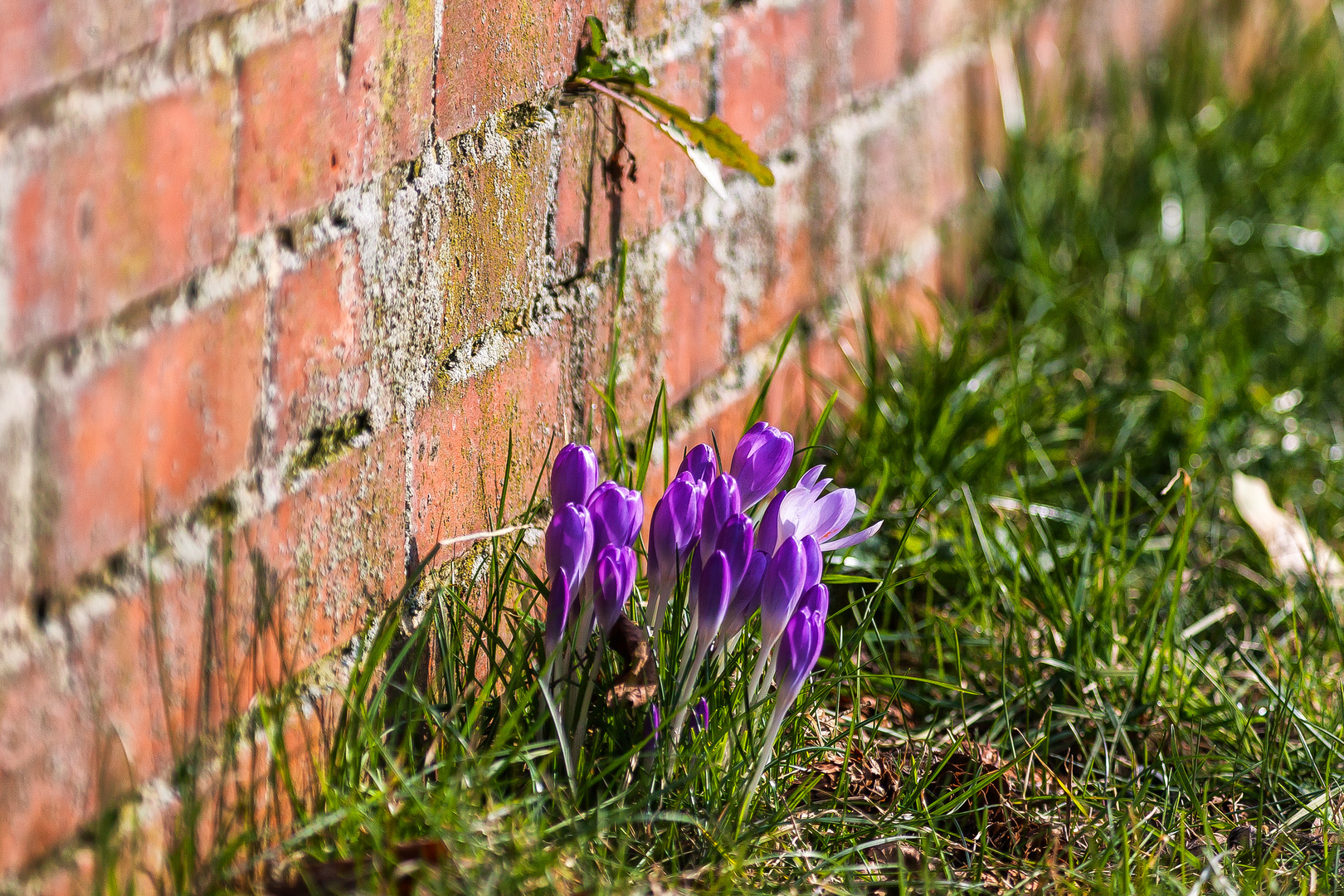 Mauerblümchen