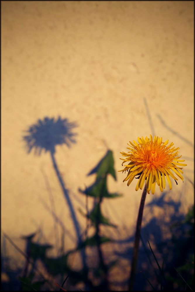 Mauerblümchen