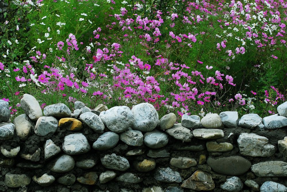 Mauerblümchen