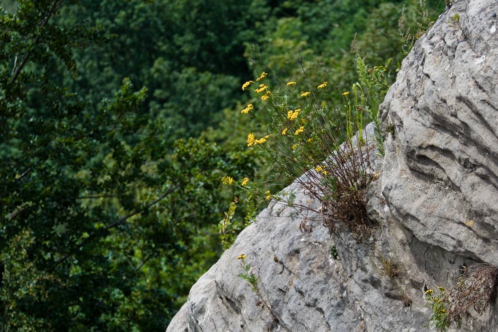 Mauerblümchen ?