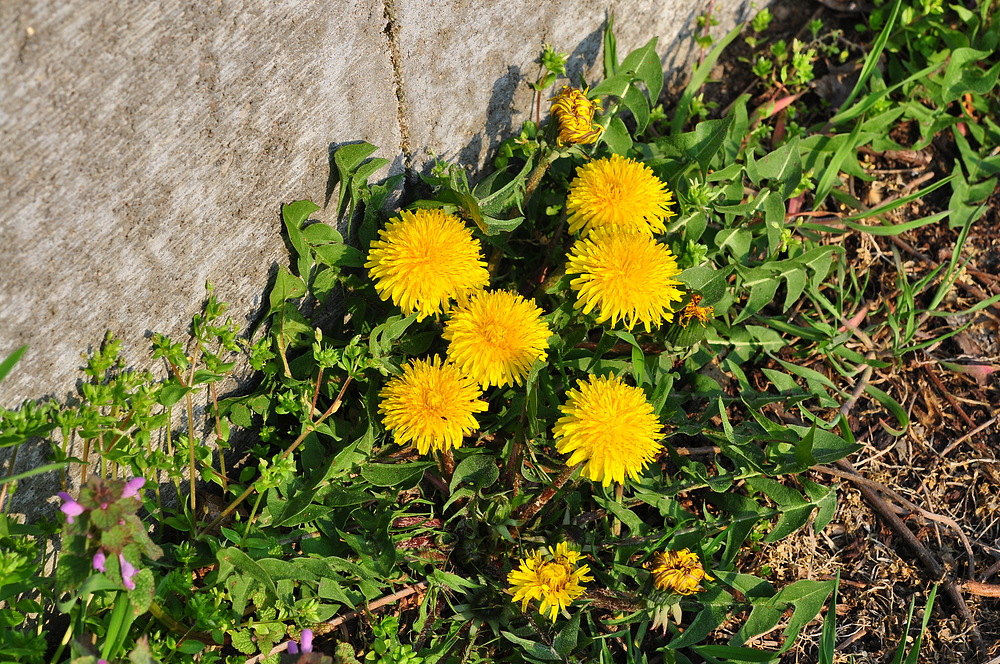 "Mauerblümchen".....