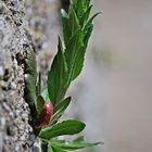 Mauerblümchen...