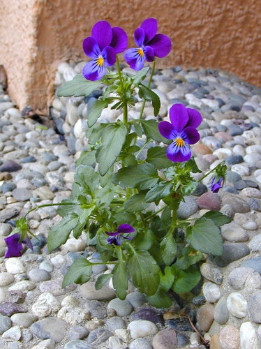 Mauerblümchen