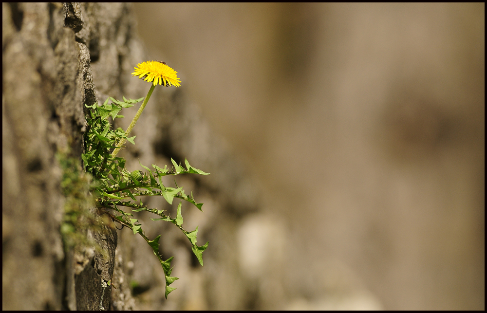 Mauerblümchen