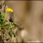 Mauerblümchen