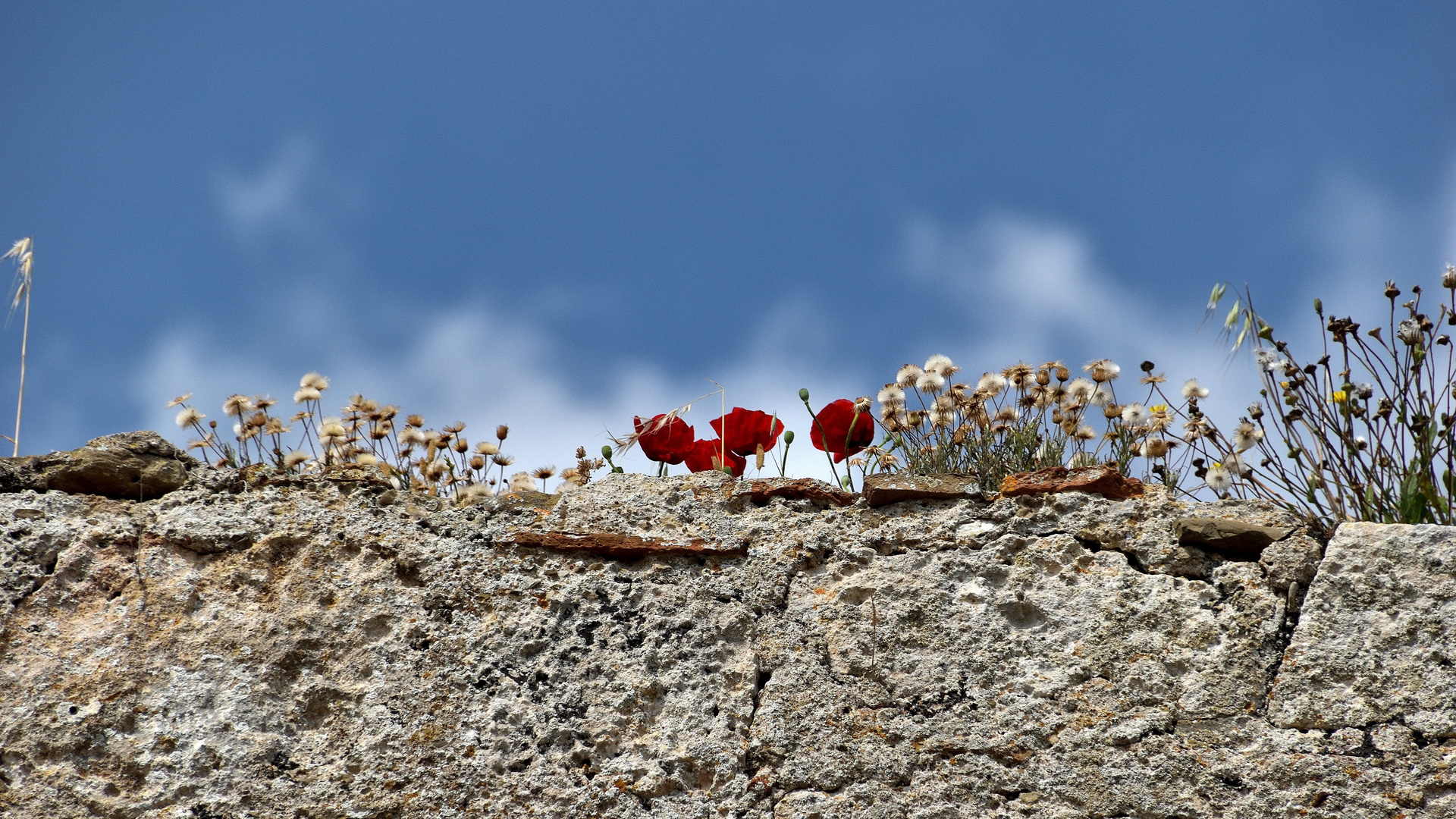 Mauerblümchen