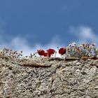 Mauerblümchen